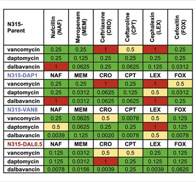 Synergy Between Beta-Lactams and Lipo-, Glyco-, and Lipoglycopeptides, Is Independent of the Seesaw Effect in Methicillin-Resistant Staphylococcus aureus